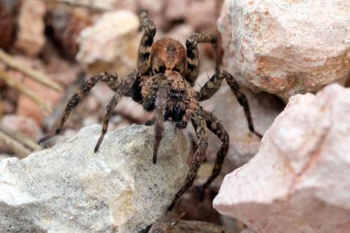Alopecosa albofasciata